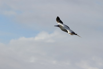 Red-footed Booby (Sula sula) bird flying on cloudy sky background. Marine bird in natural habitat. North Pacific ocean.