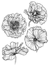 graphic image of poppy flower in different angles. Graphic illustration, handmade. Set