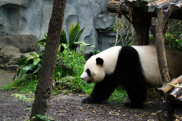 Obraz premium Cute and overly relax national treasure of China