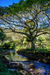 A large tree stands next to a clean stream reflecting blue sky in the Waipio valley Hawaii