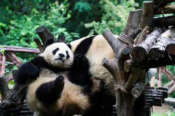 Obraz premium Cute and overly relax national treasure of China