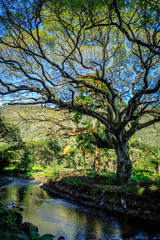 A large tree stands silhouetted next to a clean stream in the lower left corner in the Waipio valley Hawaii