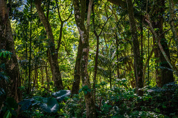 Obraz premium Close up of a dense tropical jungle in the Waipio Valley Hawaii