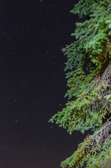 Fototapeta premium tree in the night