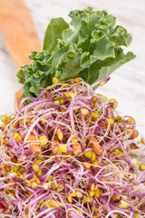 Wooden fork with fresh kale sprouts as source natural vitamins and minerals. Healthy eating