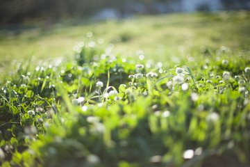 シロツメクサ