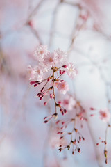 枝垂れ桜