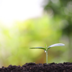 small growing green plant with dark brown solid