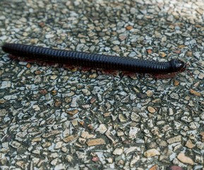 Image of centipede crawling on lane. Thailand