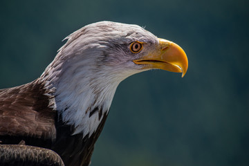 Bald eagle head shot - side view
