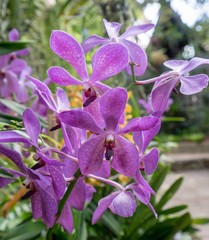 Beautiful orchids bloom in garden. Thailand
