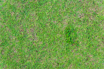 Close up image of growing green grass for background use