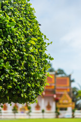 Green bush image with blur image of temple in background