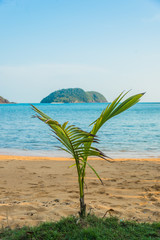 Growing coconut tree near the beach with island in background