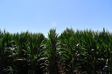 Close up agricultural corn field of countryside