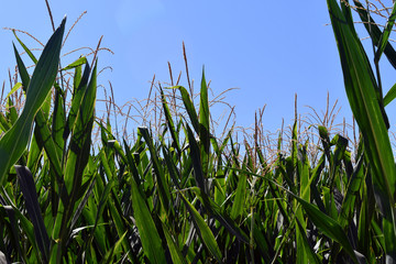 Fototapeta premium Corn flowers are blooming in corn fields