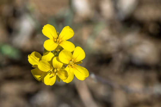 USA, Nevada, Clark County, Gold Butte National Monument. The yellow, four petaled cruciform flowers of Moapa bladderpod (Physaria tenella).