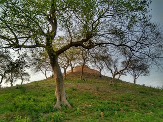 old oak tree