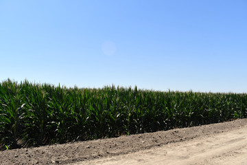 Green corn plant in a corn field