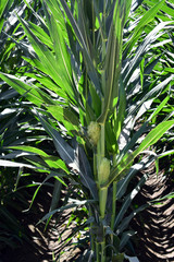 Obraz premium Green farm field with corn plants, organic corn