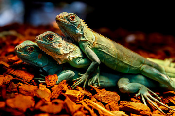 Iguana Iguana 4