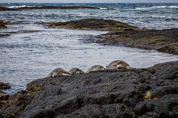 Four giant sea turtles sun themselves on dark rocks with rough ocean waves in the background near Richardson Ocean Park in Hawaii