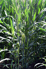 A huge corn field. Lots of green
