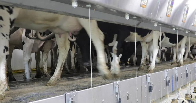 Cows getting into position to be milked in a dairy farm. Black and white holstein cattle in a milking machine parallel parlor.