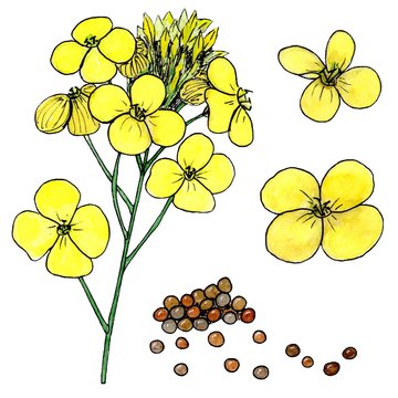 kanola flowers and seeds. Isolated on white background. watercolor sketch drawing