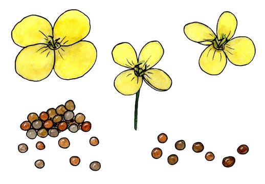 kanola flowers and seeds. Isolated on white background. watercolor sketch drawing