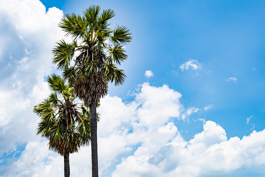 image of two nice palm trees in the blue sunny sky.