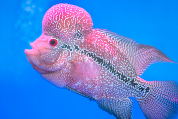 Flowerhorn Cichlid Colorful fish swimming in fish tank. This is an ornamental fish that symbolizes...