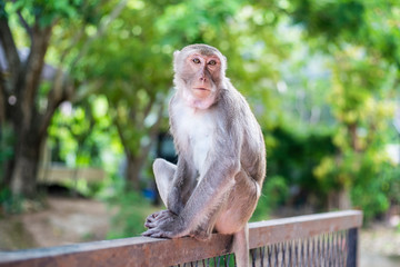 a pensive lonely monkey sits on a fence in the shade of a tree. The concept of animals in the zoo.