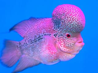 Flowerhorn Cichlid Colorful fish swimming in fish tank. This is an ornamental fish that symbolizes...