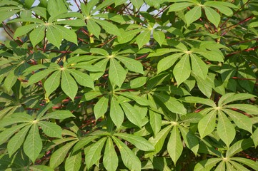 green cassava leaves in nature garden