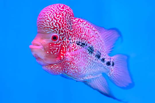 Flowerhorn Cichlid Colorful fish swimming in fish tank. This is an ornamental fish that symbolizes the luck of feng shui in the home of the Asian people