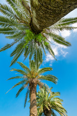 Palm trees in Meilan Lake Park, Shanghai, China