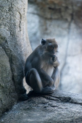 pondering monket near rock