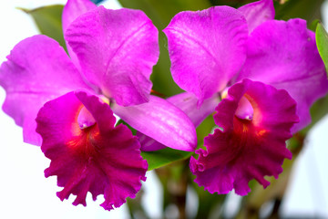 Cattleya Labiata flowers bloom in spring adorn the beauty of nature