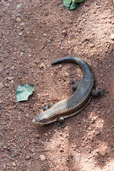 lizard