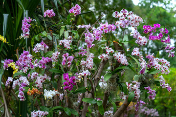 Obraz premium Phalaenopsis orchids flowers bloom in spring adorn the beauty of nature