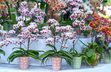 Phalaenopsis orchids flowers bloom in spring adorn the beauty of nature