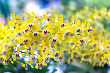Dendrobium Aphyllum orchids flowers bloom in spring adorn the beauty of nature © huythoai