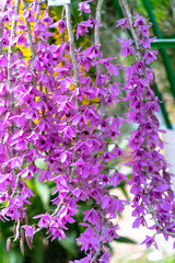 Obraz premium Dendrobium Aphyllum orchids flowers bloom in spring adorn the beauty of nature