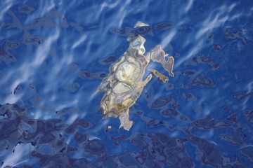 Pacific Green Turtle (Chelonia mydas) swimming underwater. Giant green sea turtle in natural habitat in North Pacific ocean.