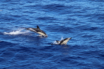 Fototapeta premium Dolphins swimming and jumping in the ocean. Common dolphin Delphinus delphis in natural habitat. Marine mammal in Norht Pacific ocean.