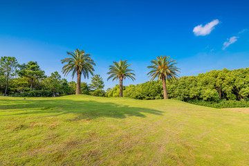 Palm trees in Meilan Lake Park, Shanghai, China