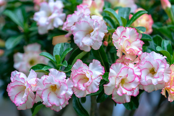 Obraz premium Tropical frangipani flowers blooming in the garden flavor shine when spring comes