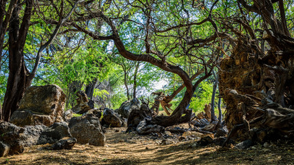 Rough rocks and gnarled trees line a trail with one tree bending over the path leading to Mau'umae Beach Hawaii