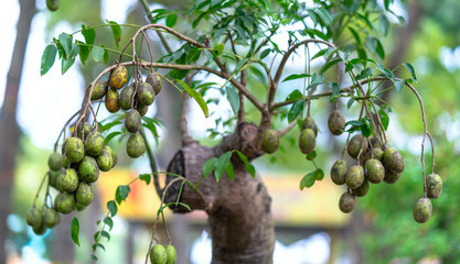 Ambarella bonsai tree with many ripe fruits on a tree in the garden